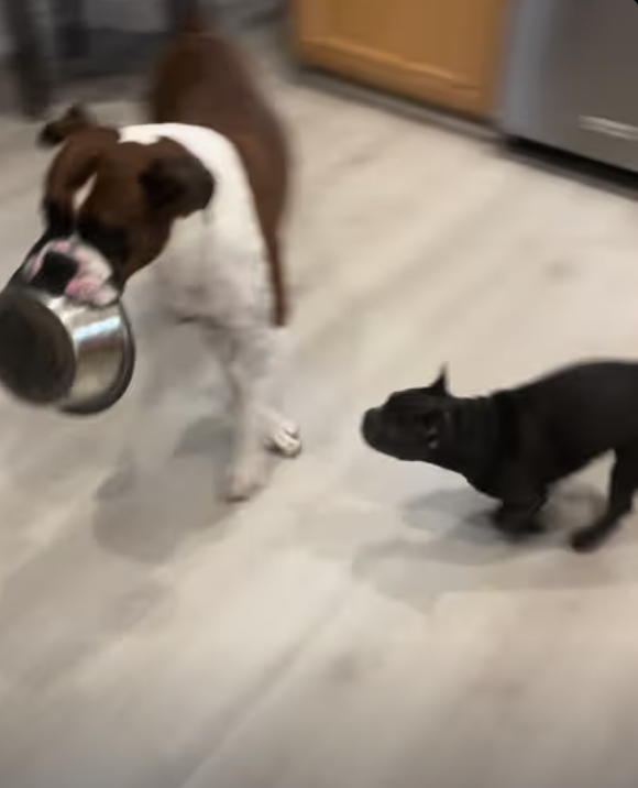 You Can Run But You Can’t Hide | Frenchie Yoda and Boxer Ash !!!